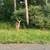 Bicycle Carrier 1 thumbnail