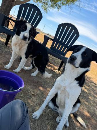 Dogs found (Midland)64144101031425124