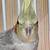 COCKATIELS FOR SALE 5 thumbnail