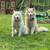 Husky dogs 1 thumbnail