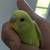 Young parakeets budgies 2 thumbnail