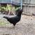 Chickens for sale 2 thumbnail