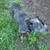 AKC cattle dog male 3 thumbnail