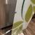 Artsy modern simple glass leaves wall lamp light 2 thumbnail