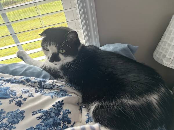 Free 11 yr old Male Cat Fully Vaxed