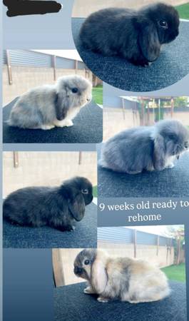 HOLLAND LOPS BUNNIES 1