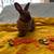 Adopt bonded rabbit bunny pair 11 thumbnail