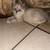 Persian and Siamese mix 3 thumbnail