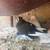 pigeons exotics rare palomas 3 thumbnail