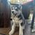Husky puppies 6 thumbnail