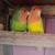 Lovebird 1 thumbnail
