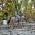 Gorgeous Red Roan Quarter Horse for Sale 12 thumbnail