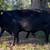 Registered Purebred Angus Bull 3 thumbnail