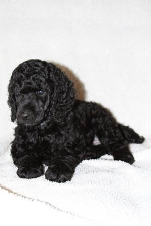 CACHORROS DE POODLE ESTÁNDAR PURA RAZA (Las Vegas)63860185698563121