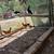 Gallinas y pollitas ,chivos y borregos. 7 thumbnail