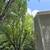 🐦‍⬛Cuervo professional tree🌳🪾 service & Landscaping 🌷 🍀 9 thumbnail