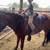 3 yr old Quarter Pony / Andalusian Cross 10 thumbnail