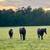 Caring for horses 🐎 1 thumbnail