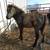 Appaloosa pony stud 1 thumbnail