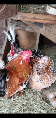 Calico cochin bantams - $0 (Boaz)63438159292675121