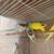 Parakeets 3 thumbnail