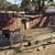 Pygmy goats available  forsale (each)mostly females   maybe 3 - 4 male 1 thumbnail