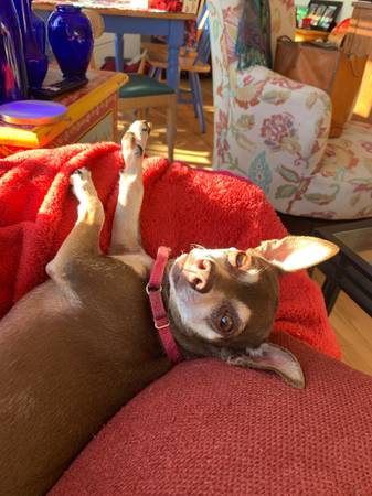 Chihuahua guapo buscando nuevo hogar (concord / pleasant hill / martinez)63836591871107123