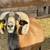 Black belly ram 1 thumbnail