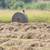 4x5 round bales hay 2 thumbnail