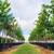 Large Shade and Landscaping Trees! Oaks, Elms, and More! 3 thumbnail