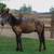 Draft cross gelding 2 thumbnail