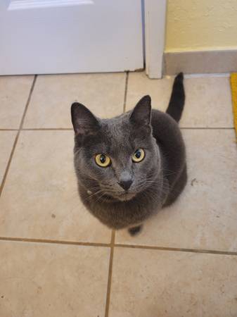 Rehome 2 years old kitten (san jose downtown)63935759046530120