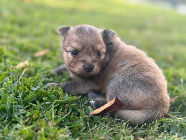 Male Pomeranian puppy63871121489025122