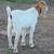 Boer Buck Goat 4 thumbnail
