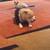 Rehoming male dog 2 thumbnail