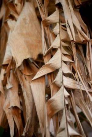 Wanted dry banana leaf 1