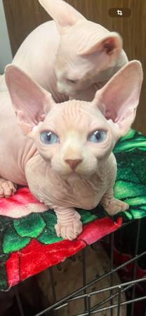 Selling sphynx kitten 1
