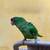 Mitred Conure 4 thumbnail