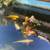 Koi fish and aquatic plants sale 9 thumbnail