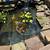 Large koi fish and plants 1 thumbnail