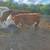 Beef calves 3 thumbnail