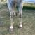 Ranchy Type Gray Gelding 9 thumbnail