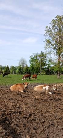 Feeder Cattle 1