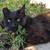 Cute cat in need of home 4 thumbnail