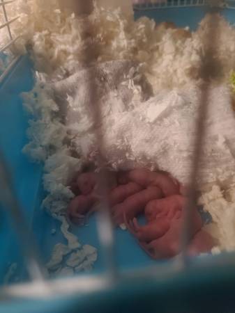 12 free baby mice in need of home in the next 4 weeks! Contact asap! 1
