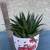 A lovely bowl of Gasteria Flow aloe 6 thumbnail