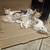 Kittens $20.00 rehoming fee 3 thumbnail