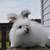 English Angora Rabbits 4 thumbnail