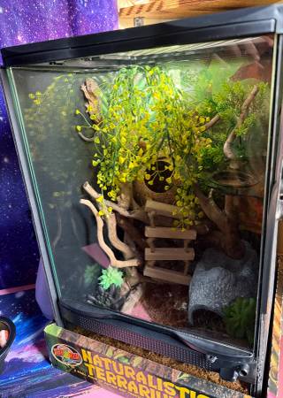 Crested Gecko and Tank (Canonsburg)63882278376195120