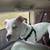 Pitbul one year old super sweet 3 thumbnail
